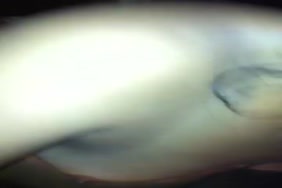 سكس معه ليال عبود