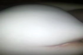 سكس قنزيز طويل