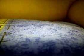 نيك الحصان مع الحمار