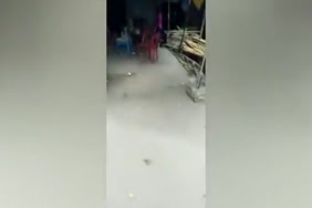 قصة كلب ناك قطة